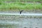 Bird migration through Vietnam: Black winged stilt