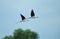 Bird migration through Vietnam: Black winged stilt