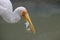 Bird Milky storks caught and eat fish with a big yellow beak.