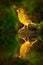Bird, mirror reflection. Green and yellow songbird European Greenfinch, Carduelis chloris, sitting on the yellow larch branch, wit