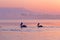 Bird with morning sunrise. Dalmatian pelican, Pelecanus crispus, in Lake Kerkini, Greece. Pelican with open wings. Wildlife scene