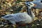 Bird mountain goose