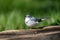 Bird mountain wagtail Ethiopia Africa wildlife