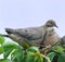 Bird-Mourning doves(zenaida macroura)