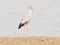 Bird name Asian Openbill stan on sand in lagoon