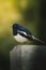Bird Name Oriental Magpie Robbin