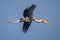 Bird Name - Painted Stork