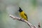 Bird named Black-crested Bulbul in nature