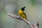 Bird named Black-crested Bulbul in nature