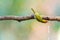 Bird named Common Tailorbird drinking water