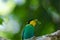 Bird named Long tailed Broadbill