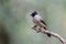 Bird named Sooty-headed Bulbul in Nature