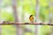 Bird (Narcissus Flycatcher) on a tree