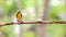 Bird (Narcissus Flycatcher) on a tree