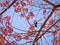 Bird in nature with beautiful blossom