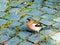 bird, nature, chaffinch, wildlife, animal, finch, robin, spring, beak, branch, wild, feather, hawfinch, green, small, birds, tree,