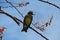 Bird, nature, Panama, wildlife, sky