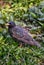 bird nature starling grass sitting