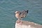 Bird near seaside jetty
