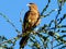 Bird near to seven lakes route in La Patagonia