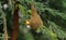 Bird on nest , birds photography