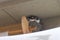 Bird Nest Cute Baby Chick Jay Sparrow Adorable Birb Kawaii Building