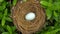 Bird nest with egg