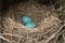 Bird nest with eggs