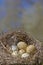 Bird nest with eggs