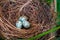 Bird nest and eggs