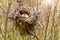 Bird nest with eggs in the forest between bushes, Sunny springtime, April