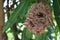 Bird nest empty on  branch of the tree closeup.