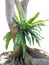 Bird nest fern Asplenium nidus, tropical rain forest plant gro