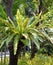 Bird nest fern on tree