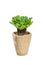 Bird nest fern white use for multipurpose