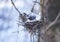 Bird nest in the forest