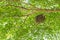 Bird nest on Gourd tree, Mexican Calabash.