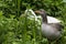 Bird nest in the grass with the male goose looking around