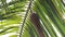 A bird nest hang under leaf of palm tree.