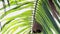 A bird nest hang under leaf of palm tree.