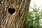 Bird nest in hollow trunk