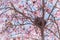 Bird nest in pink flowering tree with blue sky in springtime