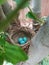 Bird nest; robins nest with eggs