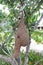 Bird nest or skylark nests on tree.