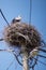 Bird nest with stork