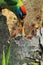 bird nest in summer season in indian forest. blue throated barbet bird feeding its chicks