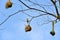 Bird Nest on a tree