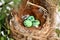 bird nest on tree branch with three eggs inside, bird eggs on birds nest and feather in summer forest , eggs easter concept