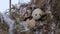 Bird nest on tree branch with three frozen eggs inside, winter.