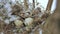 Bird nest on tree branch with three frozen eggs inside, winter.